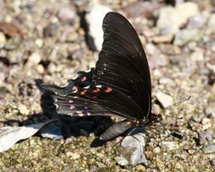 Heraclides rogeri pharnaces