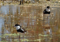 Erythrogonys cinctus