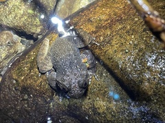 Quasipaa exilispinosa