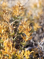 Frankenia jamesii