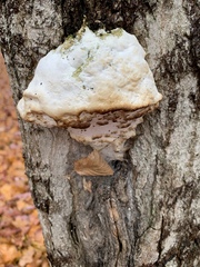 Rigidoporus