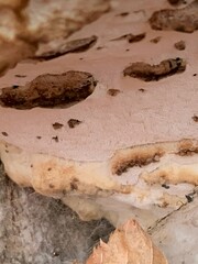 Rigidoporus