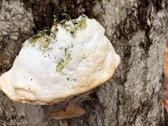 Rigidoporus