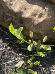 Acalypha caperonioides