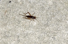 Teleogryllus