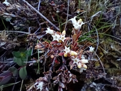 Acrothamnus colensoi