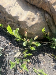 Acalypha caperonioides