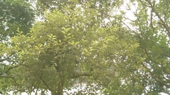Styrax suberifolius