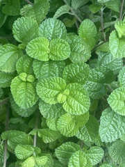 Pilea nummulariifolia
