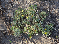 Potentilla acaulis
