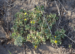 Potentilla acaulis