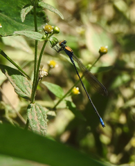 Pseudagrion aureofrons