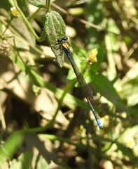 Pseudagrion aureofrons
