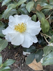 Camellia sasanqua
