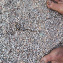 Homoroselaps lacteus