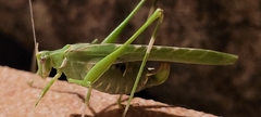Insara elegans