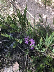 Melaleuca thymifolia