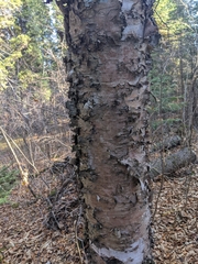 Betulaceae