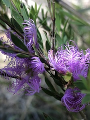 Melaleuca thymifolia