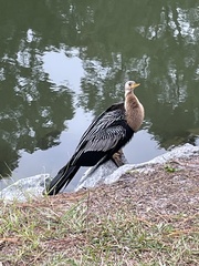 Anhinga