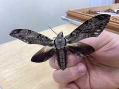 Psilogramma casuarinae