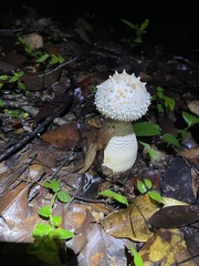Amanita virgineoides