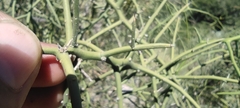 Koeberlinia spinosa