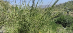 Koeberlinia spinosa