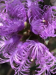 Melaleuca thymifolia