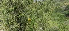 Koeberlinia spinosa