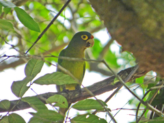 Eupsittula canicularis