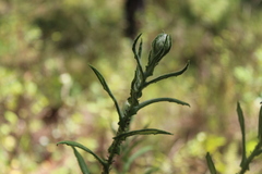 Pseudognaphalium viscosum