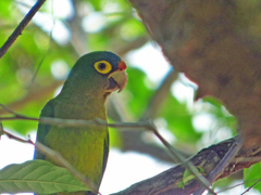 Eupsittula canicularis