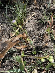 Afroaster serrulatus