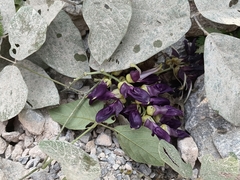 Mucuna pruriens