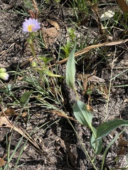 Afroaster serrulatus