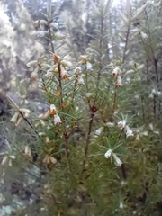 Leptecophylla juniperina