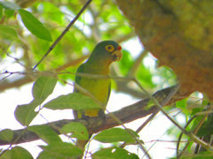 Eupsittula canicularis