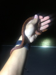 Nerodia clarkii compressicauda