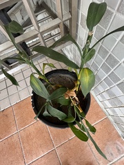 Dracaena sanderiana