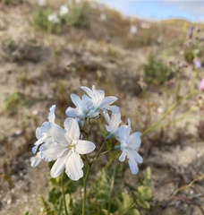Zephyra