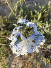 Zephyra