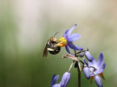 Lipotriches australica