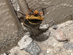 Pentatomini