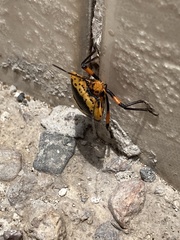 Pentatomini