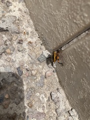 Pentatomini