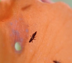 Heterothrips pectinifer
