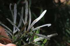 Banksia collina