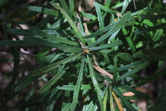 Banksia collina