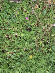 Heterotis rotundifolia